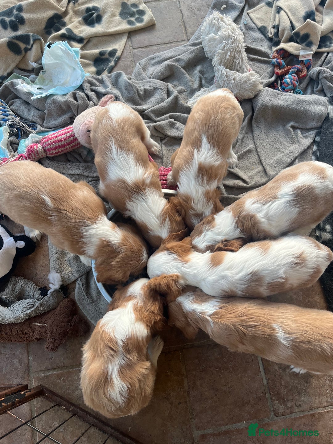 Cavalier King Charles Spaniel dogs for sale: Stunning cavalier King Charles boys - Advert 3