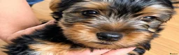 Yorkshire Terrier dogs for sale: Adorable Yorkshire Terrier Puppies in Walsall - Advert 1