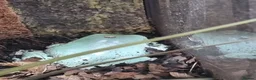 Frog reptiles for sale: Planted Whites Tree Frog Setup in Wakefield - Advert 4