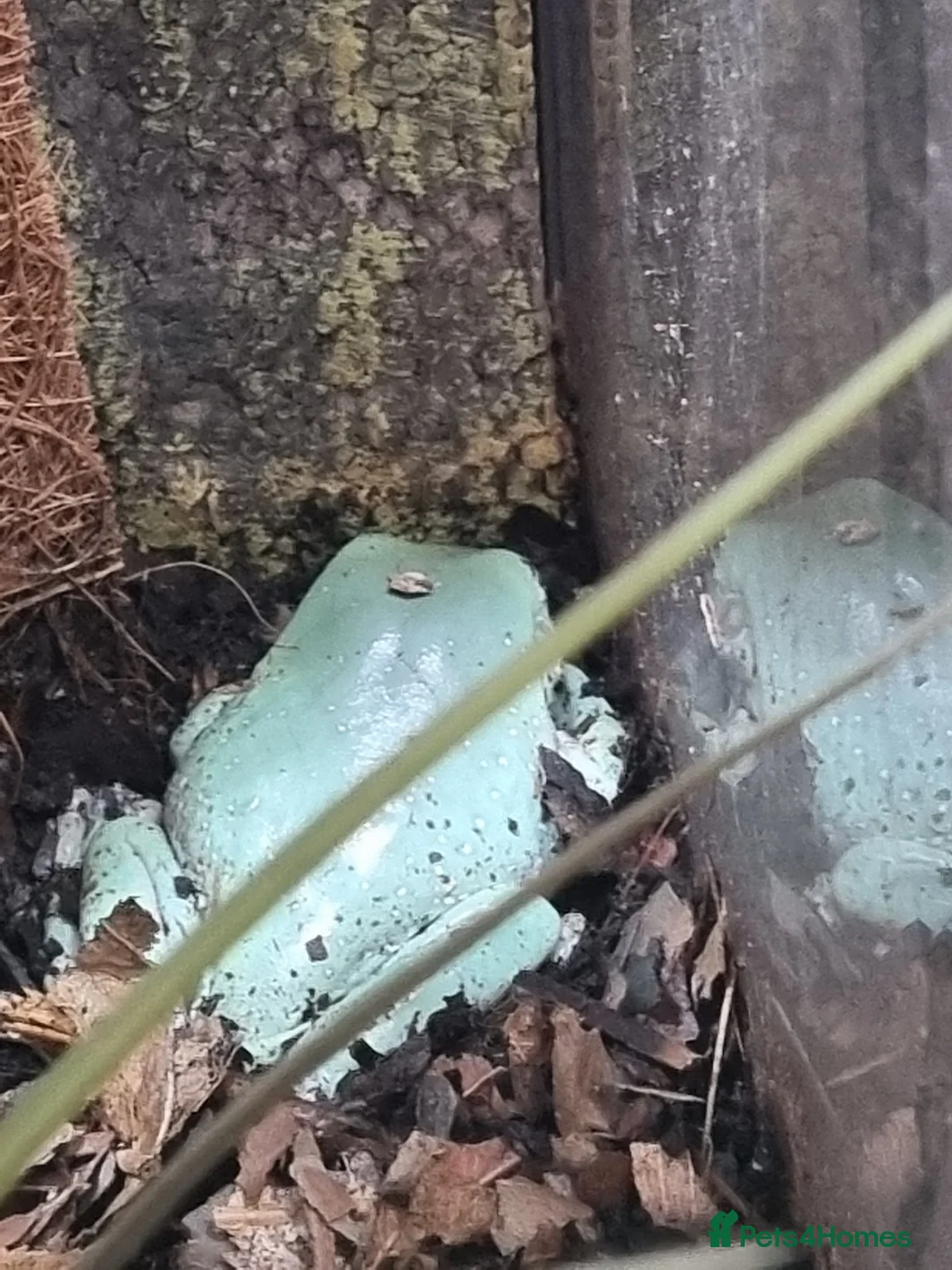 Frog reptiles for sale: Planted Whites Tree Frog Setup in Wakefield - Advert 4
