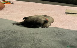 French Bulldog dogs for sale: 7 beautiful male French bull dog pups - Image 7
