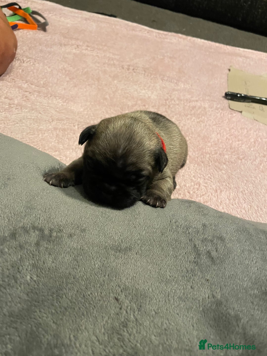 French Bulldog dogs for sale: 7 beautiful male French bull dog pups - Image 7