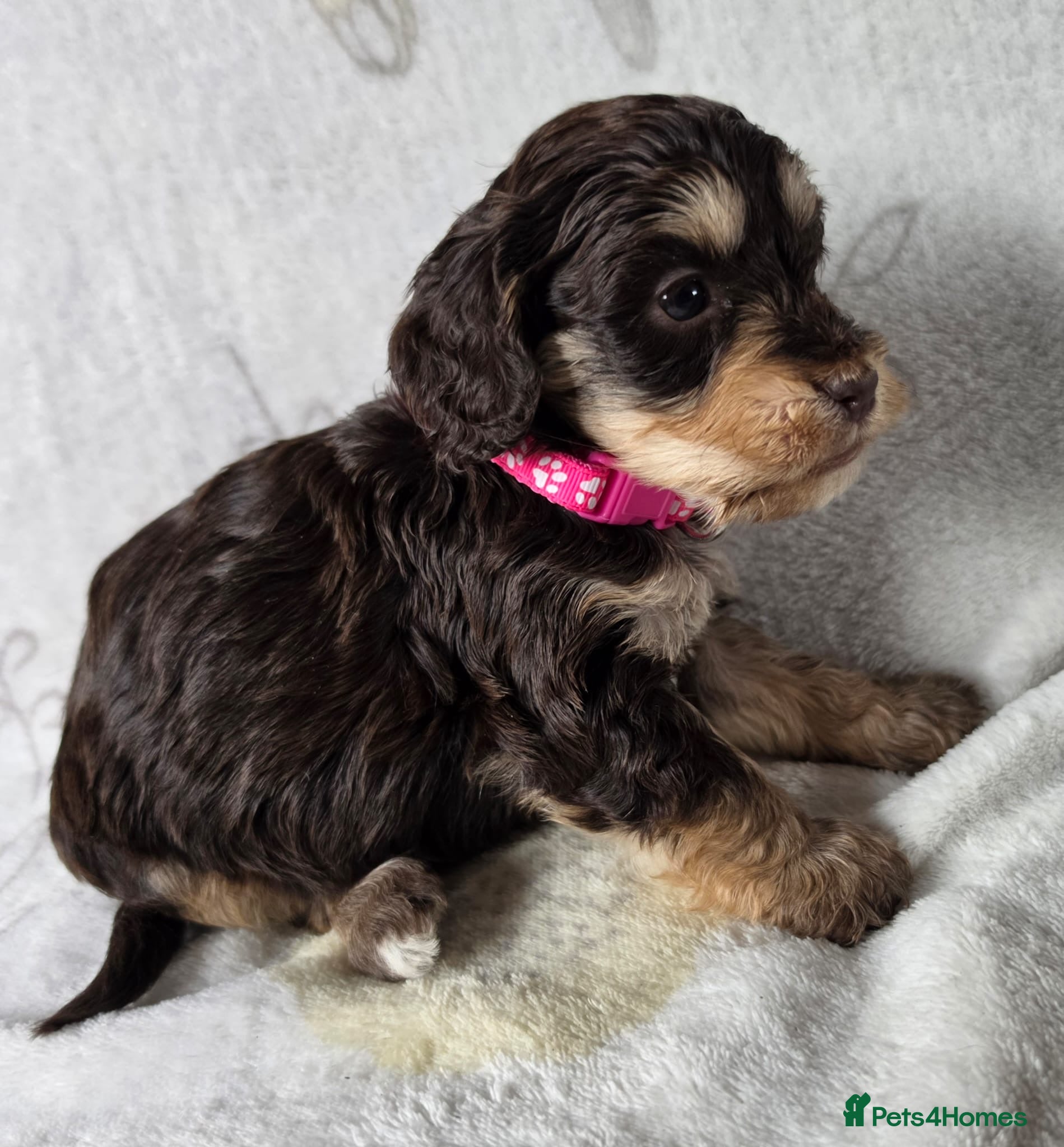 Cockapoo dogs Miniature cockapoo puppies chocolate tan n merles - Advert 2