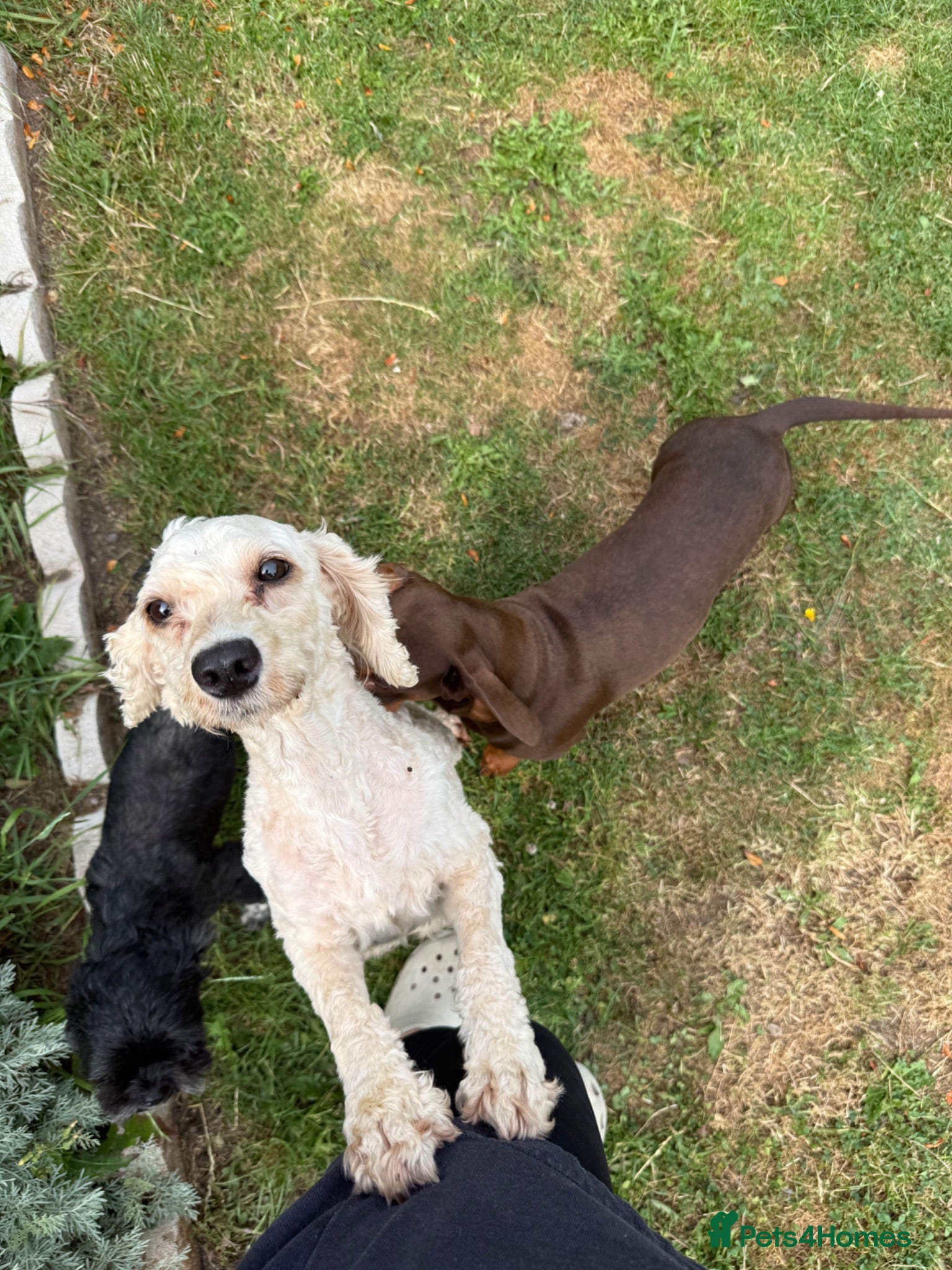 Mixed Breed dogs Doxiepoo pups  - Advert 2