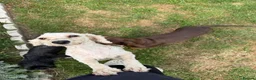 Mixed Breed dogs for sale: Doxiepoo pups  in Burton-on-Trent - Advert 1