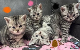 British Shorthair cats for sale: GCCF Reg BSH Silver Tabby & Spotted kittens - Advert 9
