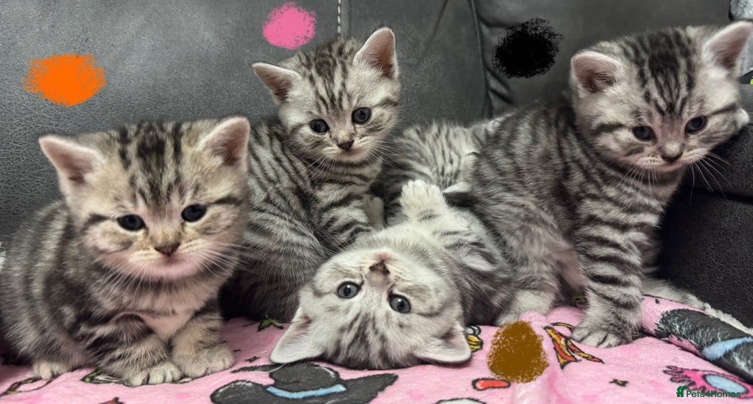 British Shorthair cats for sale: GCCF Reg BSH Silver Tabby & Spotted kittens - Advert 9