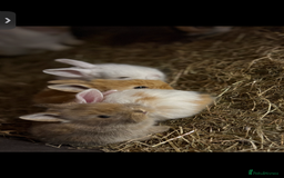 Mini Lop rabbits for sale: Mini Lop/Lion Lop babies - Image 4