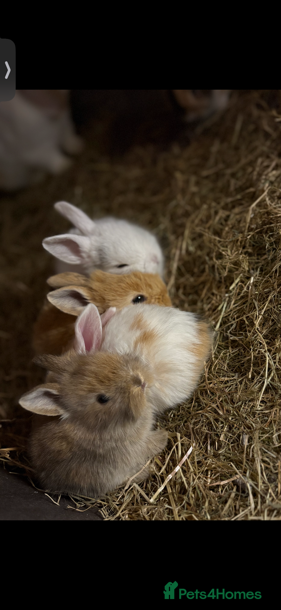 Mini Lop rabbits for sale: Mini Lop/Lion Lop babies - Image 4
