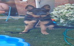 German Shepherd dogs for sale: Freyr - Image 1