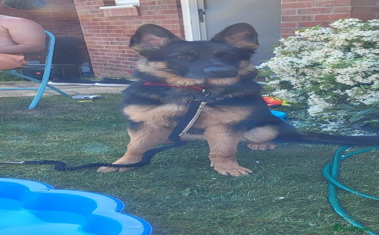 German Shepherd dogs - Advert 1