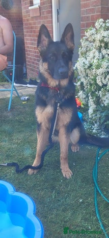 German Shepherd dogs - Advert 13