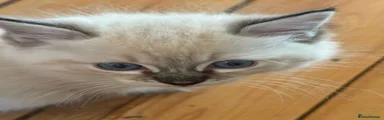 Ragdoll 2