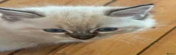 Ragdoll cats for sale: Ragdoll Kittens looking for their forever home in Woodford Green - Advert 4
