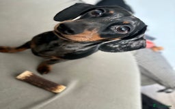 Dachshund dogs for sale: Miniature Dachshund  - Image 4