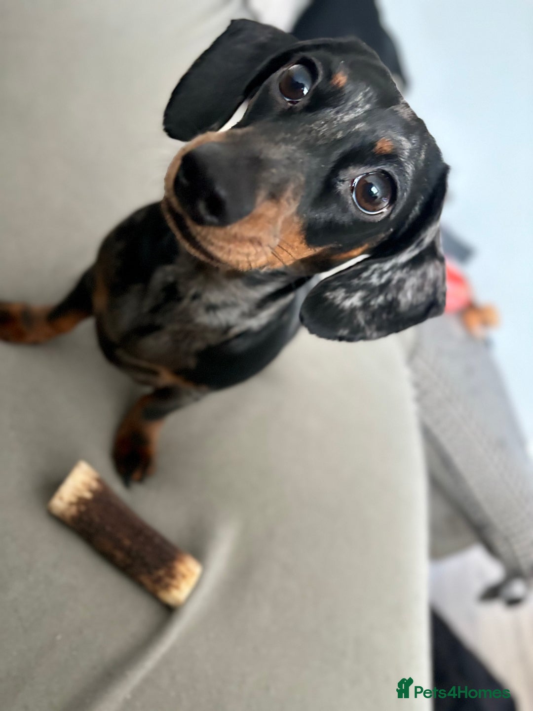 Dachshund dogs for sale: Miniature Dachshund  - Image 4