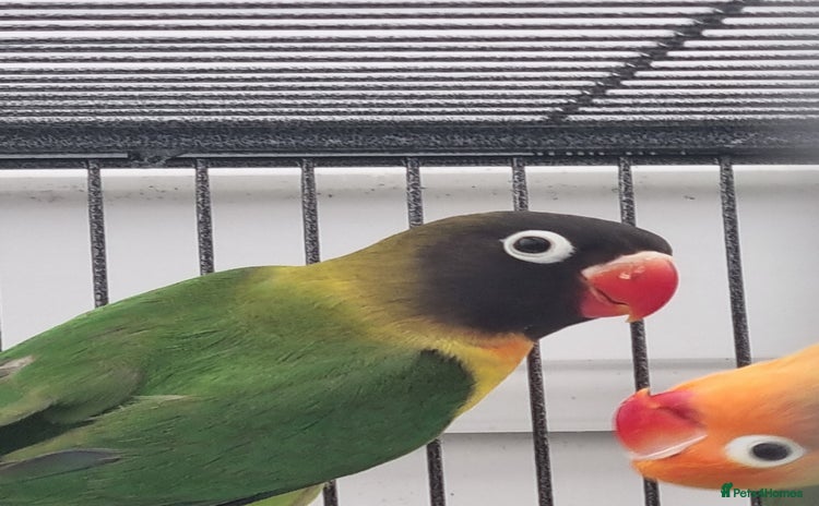 Lovebirds birds - Advert 3