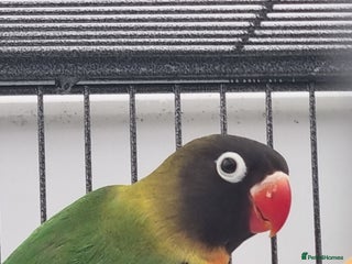 Lovebirds birds - Advert 14