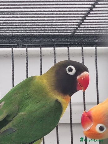 Lovebirds birds - Advert 3
