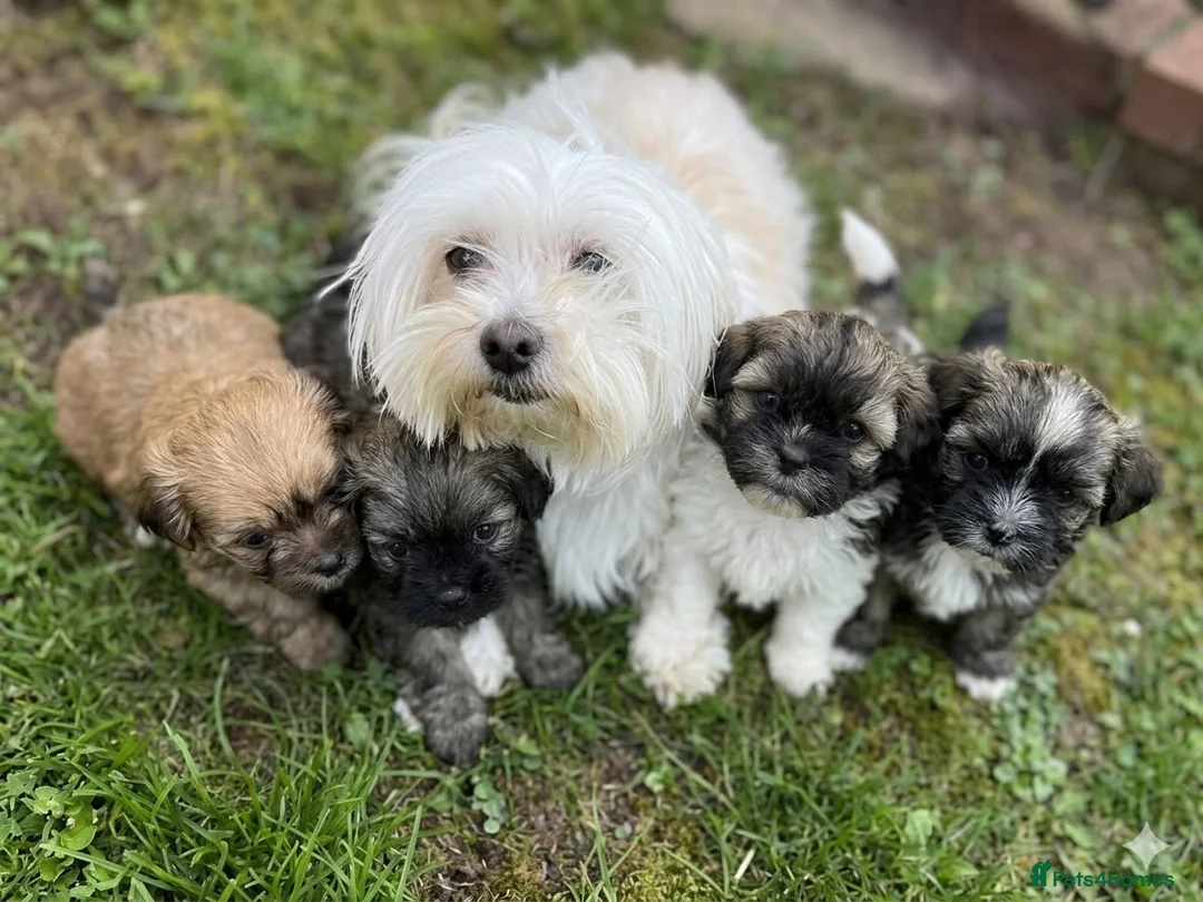 Malshi dogs for sale: Malshi - Advert 1