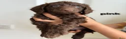 Cockapoo dogs for sale: Rare cockapoo pups with mix blue eyes colour - Advert 1