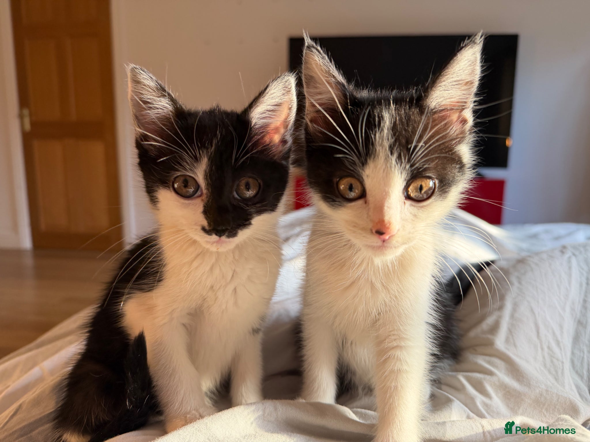 Domestic Shorthair cats 6 Months Gorgeous Tuxedo Kitten for Sale - Advert 4