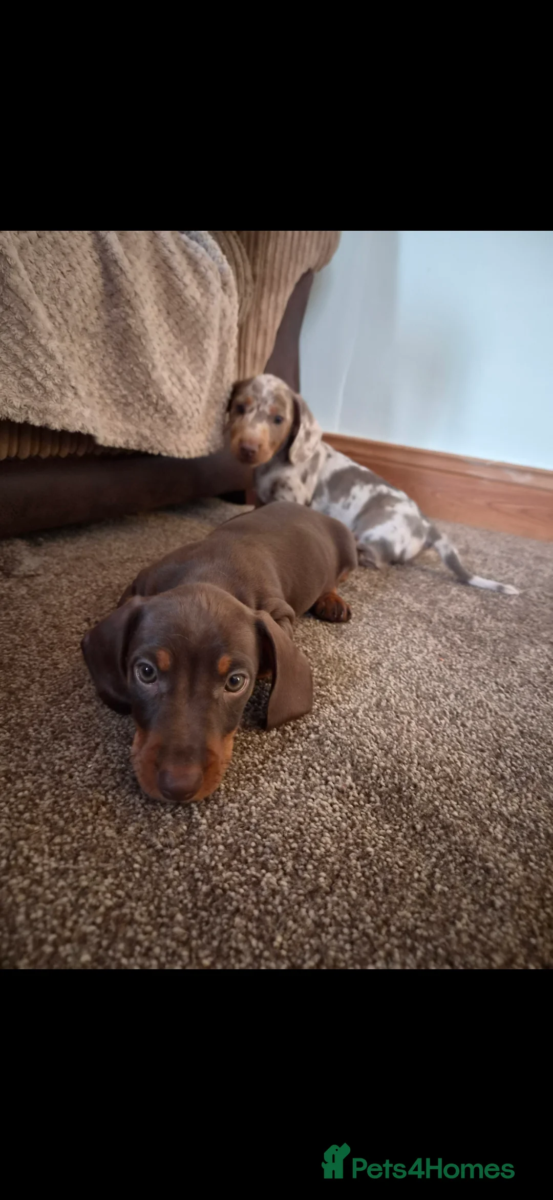 Miniature Dachshund dogs for sale: Miniature daschounds - Advert 5