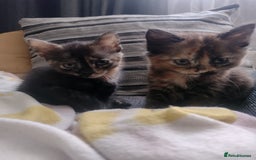Mixed Breed cats for sale: Kittens  - Image 3