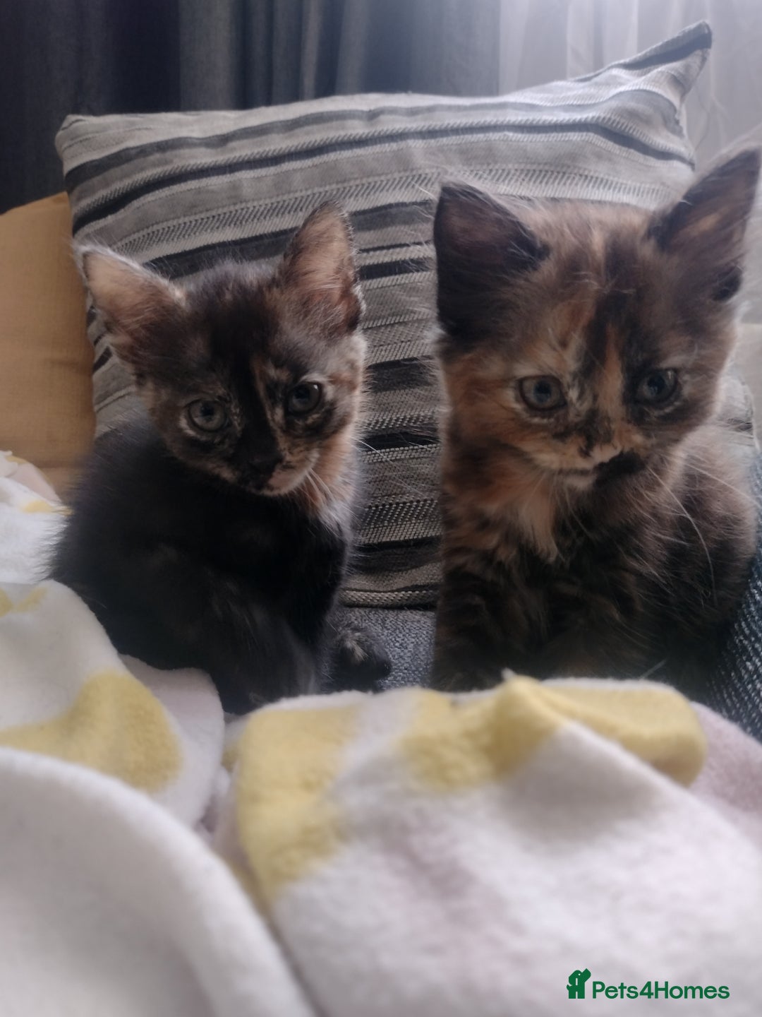 Mixed Breed cats for sale: Kittens  - Image 3