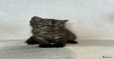 British Shorthair cats - Advert 2