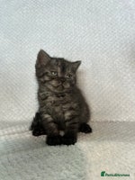 British Shorthair cats - Advert 2