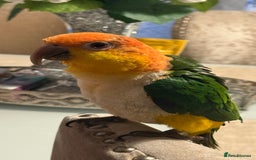 Parrots birds for sale: Yellow Thighed Caique - Image 4