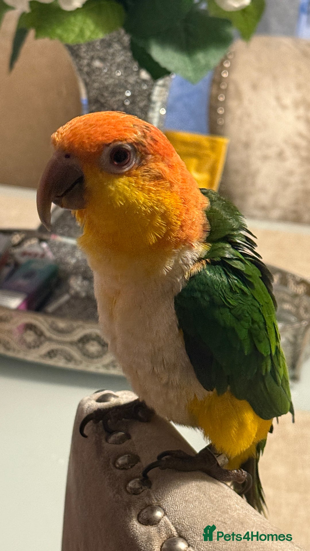 Parrots birds for sale: Yellow Thighed Caique - Image 4