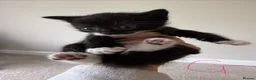 Mixed Breed cats for sale: 4 Gorgeous kittens for sale in Bacup - Advert 3