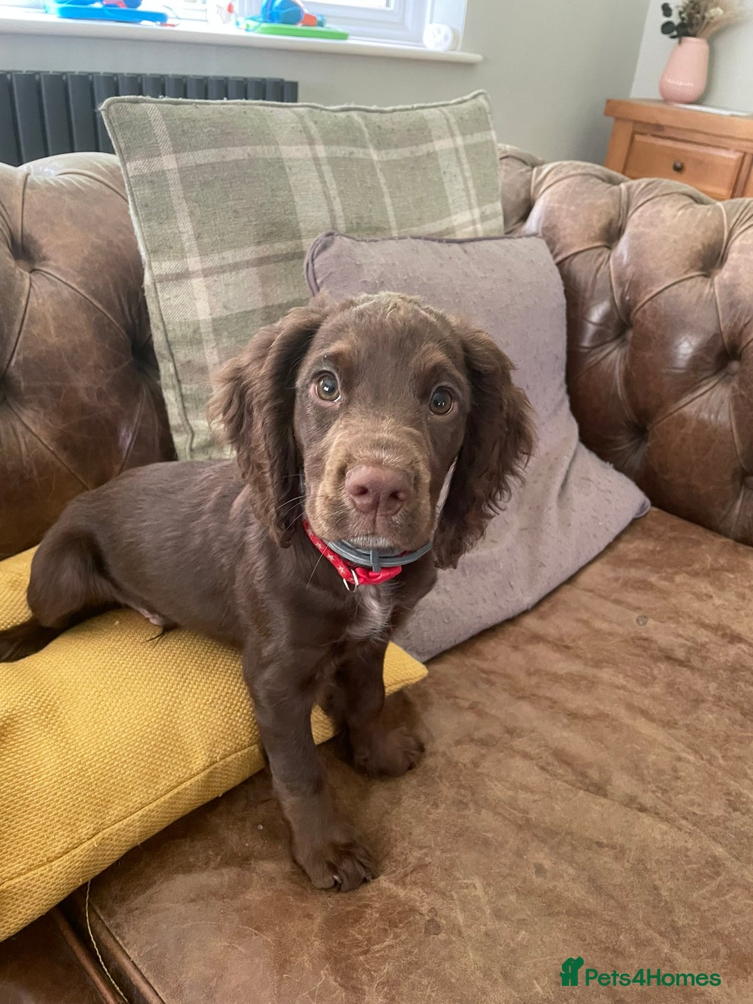 Cocker Spaniel dogs for sale: Stunning KC reg working cocker spaniel - Image 7