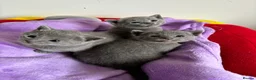 Russian Blue cats for sale: Pedigree TICA registered Russian blue kittens - Advert 23