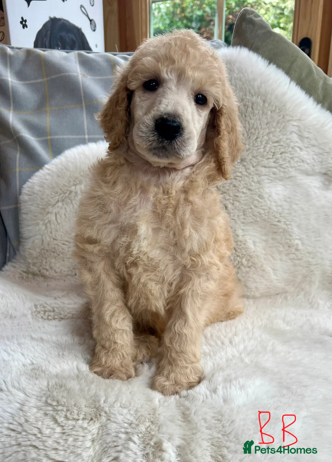 Standard Poodle dogs for sale: Stunning KC reg standard poodles  - Advert 22