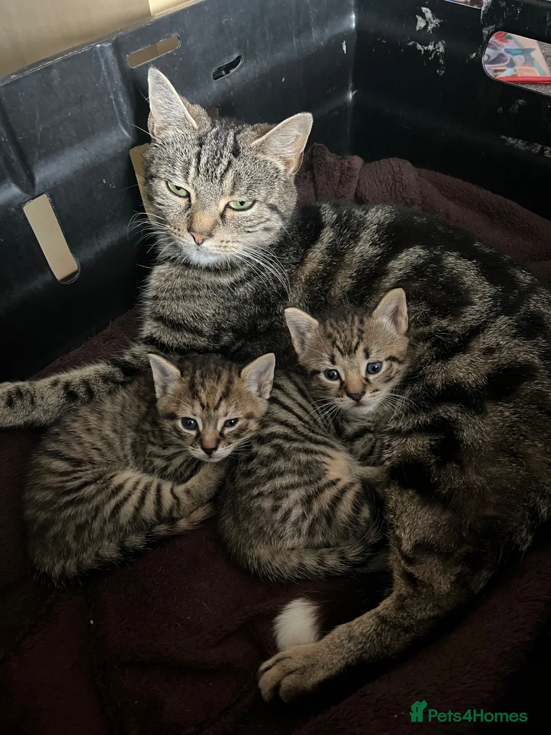 Mixed Breed cats for sale: Beautiful stripey kittens - available now - Advert 6