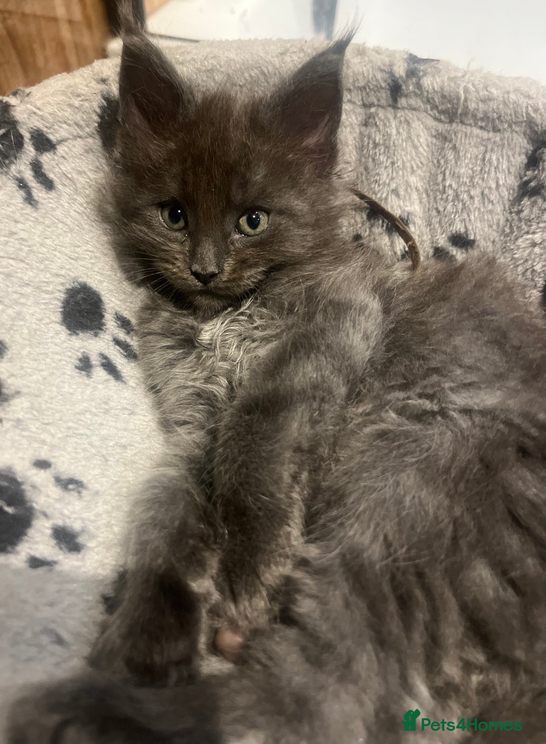 Maine Coon cats for sale: STUNNING MAINE COON KITTENS BLUE SMOKE (tica reg ) - Image 18