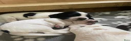 Sprocker dogs for sale: Beautiful F2 Sprocker Puppies  - Advert 17