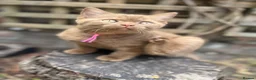 British Shorthair cats for sale: 5 Adorable Brown British Shorthair Kittens - Advert 9