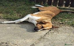 Mixed Breed dogs for adoption: BENNY - a faithful dog for a Loving Home - Image 4