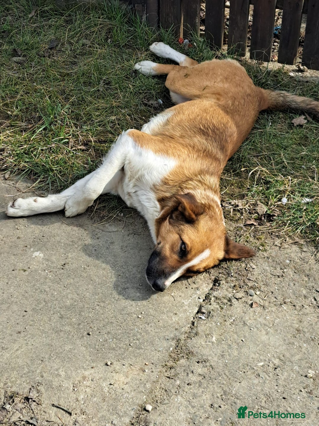 Mixed Breed dogs for adoption: BENNY - a faithful dog for a Loving Home - Image 4