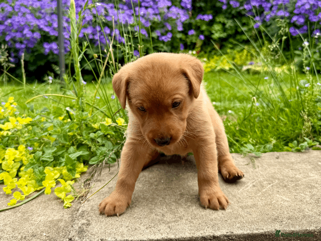 Labrador Retriever dogs for sale: Fox-red boys, pedigree, fully health-tested in Buxton - Image 2