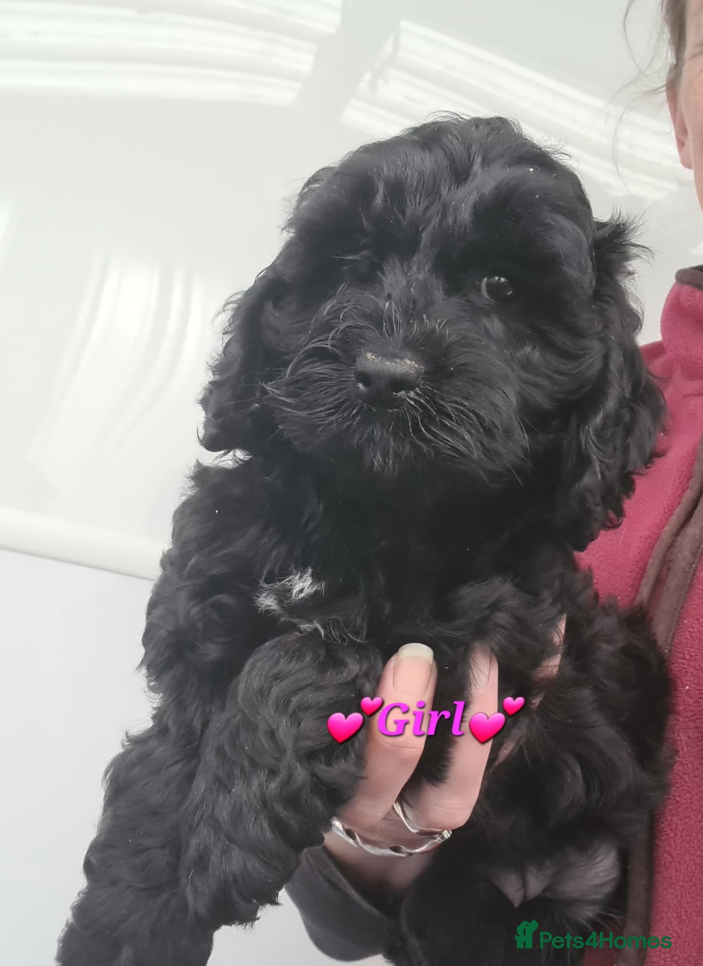 Cockapoo dogs Gorgeous F1 Cockapoos-Ready Now - Advert 1