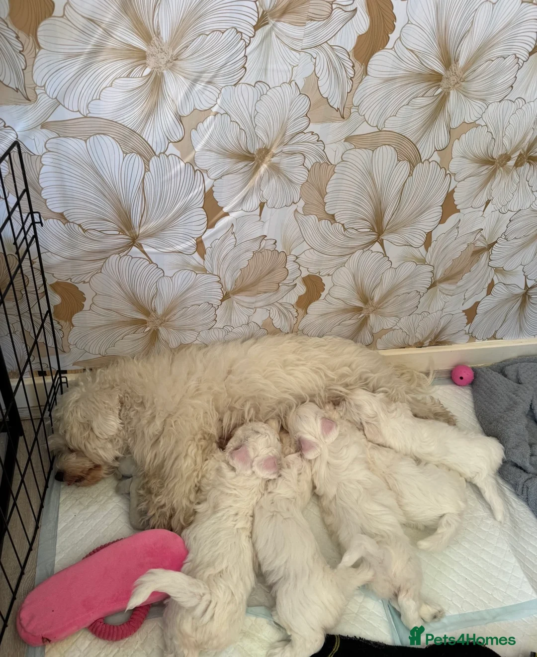 Maltipoo dogs for sale: 5 beautiful maltpoo fluffy fur babies  - Advert 14