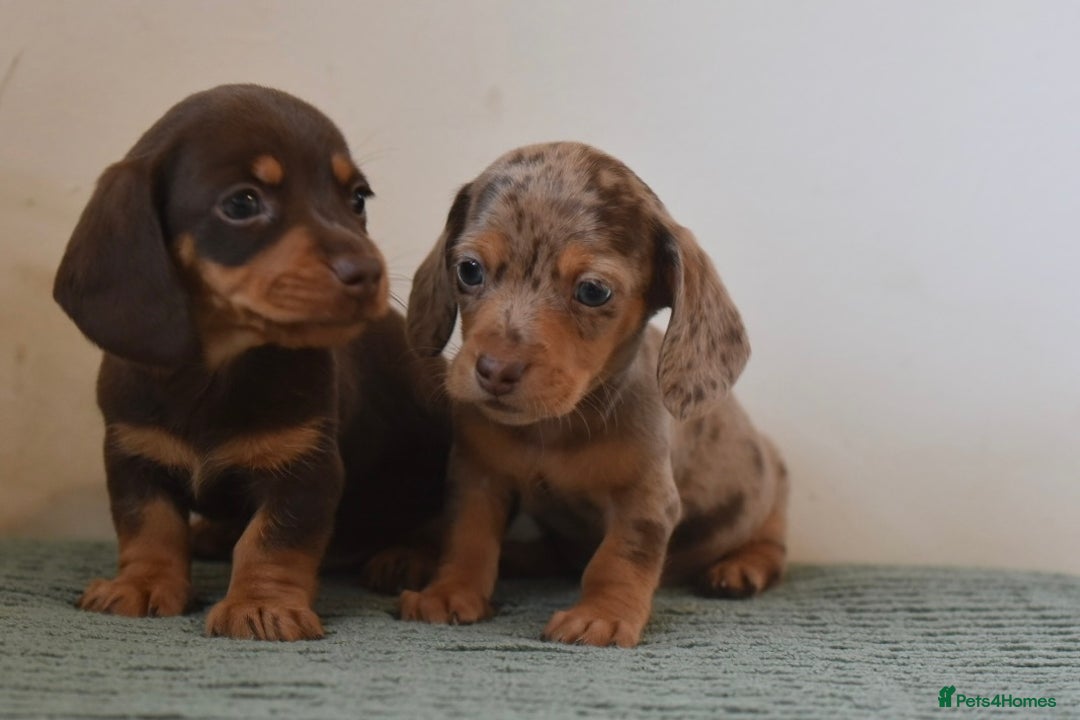 Miniature Dachshund dogs for sale: Mini smooth dachshunds  - Image 6