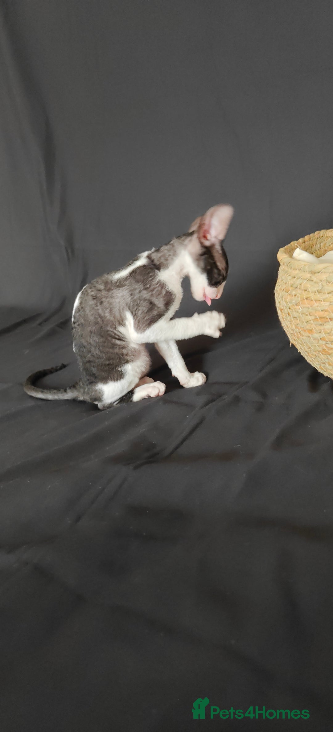 Cornish Rex cats for sale: Cornish Rex kitten  - Advert 8