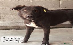 Mixed Breed dogs for adoption: Sombra, 1.5 yrs approx  Available for adoption  in Brixham - Image 13