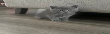 British Shorthair 3